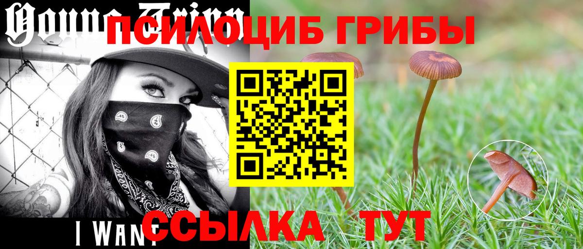 Псилоцибиновые грибы прущие грибы  Вход с VPN  Галлюциногенные грибы ЛСД  Краснознаменск 